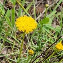 Rutidosis leptorhynchoides (Button Wrinklewort) at Yarralumla, ACT - 5 Jan 2024 by Mike