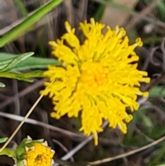 Rutidosis leptorhynchoides at Stirling Park - 5 Jan 2024