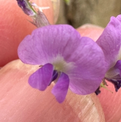 Glycine microphylla (Small-leaf Glycine) at Kangaroo Valley, NSW - 5 Jan 2024 by lbradley