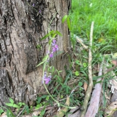 Glycine microphylla at suppressed - 5 Jan 2024