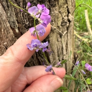 Glycine microphylla at Kangaroo Valley, NSW - 5 Jan 2024