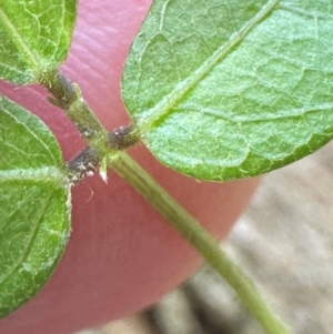 Glycine microphylla at suppressed - 5 Jan 2024