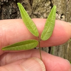 Glycine microphylla at suppressed - 5 Jan 2024