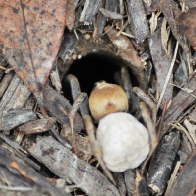 Lycosidae (family) (Unidentified wolf spider) at Forde, ACT - 5 Jan 2024 by THATJAYKIDRICK