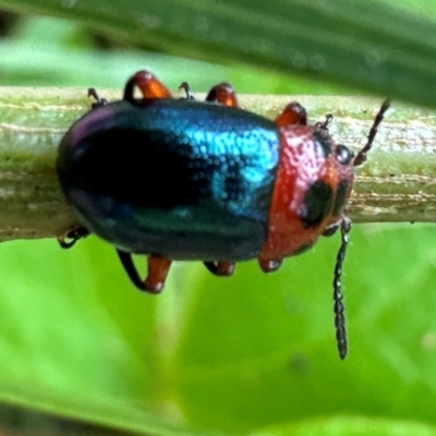 Calomela maculicollis (Dotted-head Acacia beetle) at Kangaroo Valley, NSW - 5 Jan 2024 by lbradley