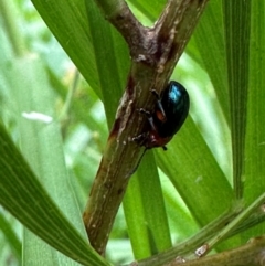 Calomela maculicollis at suppressed - 5 Jan 2024