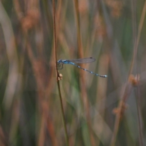 Austrolestes leda at Mulligans Flat - 5 Jan 2024 08:30 AM