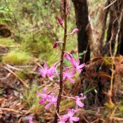 Dipodium roseum (Rosy Hyacinth Orchid) at Paddys River, ACT - 4 Jan 2024 by NathanaelC