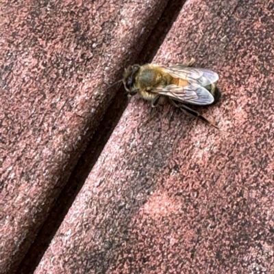 Apis mellifera (European honey bee) at Kangaroo Valley, NSW - 4 Jan 2024 by lbradley