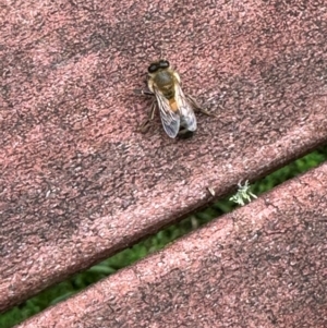 Apis mellifera at Kangaroo Valley, NSW - suppressed