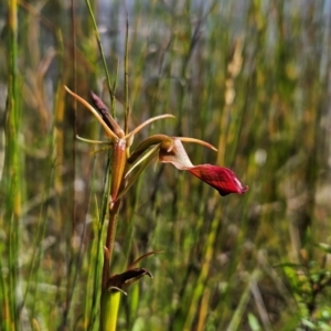 Cryptostylis subulata at Tullah, TAS - suppressed