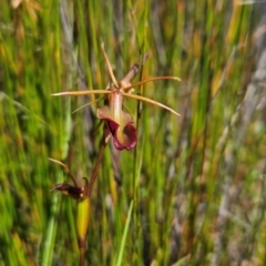 Cryptostylis subulata at Tullah, TAS - 5 Jan 2024