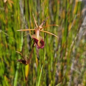 Cryptostylis subulata at Tullah, TAS - 5 Jan 2024