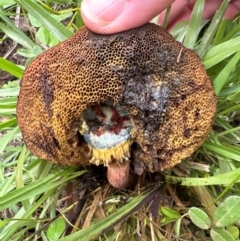 Unidentified Bolete - Fleshy texture, stem central (more-or-less) at Kangaroo Valley, NSW - 4 Jan 2024 by lbradley