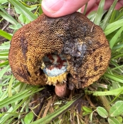 Unidentified Bolete - Fleshy texture, stem central (more-or-less) at Kangaroo Valley, NSW - 4 Jan 2024 by lbradleyKV