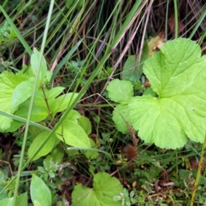 Pelargonium sp. at Tidbinbilla Nature Reserve - 5 Jan 2024