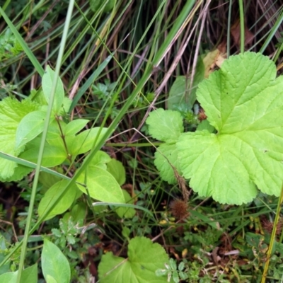 Pelargonium sp. (A Native Stork’s Bill) at Tidbinbilla Nature Reserve - 5 Jan 2024 by NathanaelC