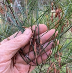 Unidentified Wattle at Emu Creek Belconnen (ECB) - 5 Jan 2024 by JohnGiacon