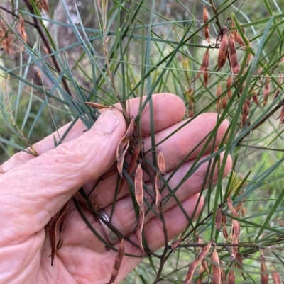 Acacia iteaphylla (Flinders Range Wattle) at Emu Creek Belconnen (ECB) - 5 Jan 2024 by JohnGiacon