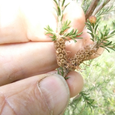 Melaleuca parvistaminea (Small-flowered Honey-myrtle) at Emu Creek Belconnen (ECB) - 5 Jan 2024 by JohnGiacon