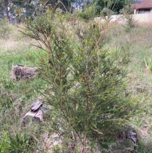 Melaleuca parvistaminea at Emu Creek Belconnen (ECB) - 5 Jan 2024