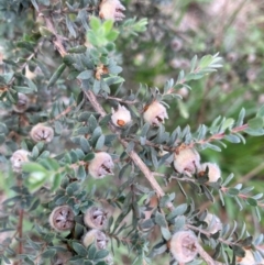 Leptospermum (genus) (Tea Tree) at Emu Creek - 2 Jan 2024 by JohnGiacon