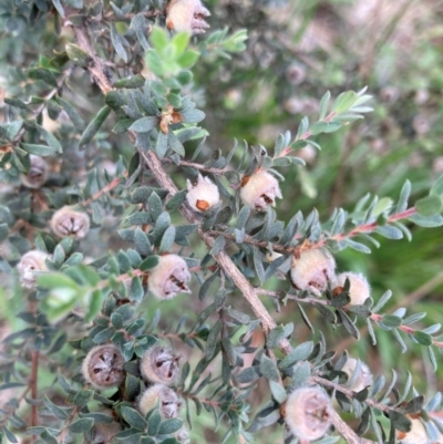 Leptospermum (genus) (Tea Tree) at Emu Creek - 2 Jan 2024 by JohnGiacon