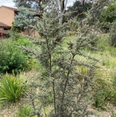 Leptospermum sp. at Flea Bog Flat to Emu Creek Corridor - 2 Jan 2024