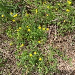 Oxalis thompsoniae (Fluffy-fruit Wood-sorrel) at Emu Creek Belconnen (ECB) - 2 Jan 2024 by JohnGiacon