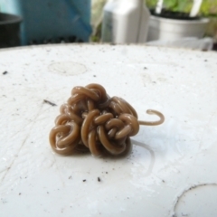 Nematomorpha (phylum) (Gordian worm, horsehair worm) at Emu Creek - 5 Jan 2024 by JohnGiacon