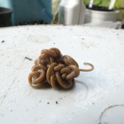 Nematomorpha (phylum) (Horsehair or Gordian worm) at Emu Creek - 5 Jan 2024 by JohnGiacon