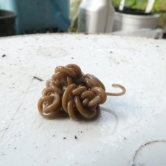 Nematomorpha (phylum) (Horsehair or Gordian worm) at Emu Creek Belconnen (ECB) - 5 Jan 2024 by JohnGiacon