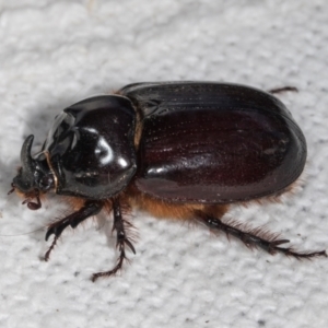 Dasygnathus sp. (genus) at Higgins, ACT - 5 Jan 2024