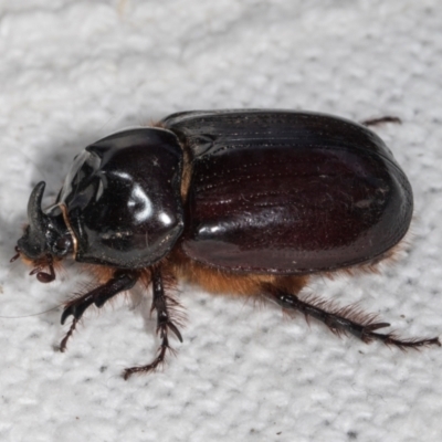 Dasygnathus sp. (Rhinoceros beetle) at Higgins, ACT - 5 Jan 2024 by AlisonMilton