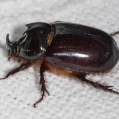 Dasygnathus sp. (genus) at Higgins, ACT - 5 Jan 2024