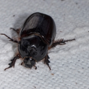 Dasygnathus sp. (genus) at Higgins, ACT - 5 Jan 2024