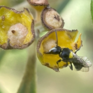 Hylaeus (Hylaeorhiza) nubilosus at Yarralumla, ACT - 5 Jan 2024