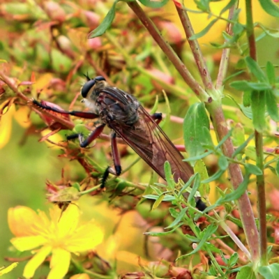 Neoaratus hercules (Herculean Robber Fly) at Tidbinbilla Nature Reserve - 5 Jan 2024 by NathanaelC