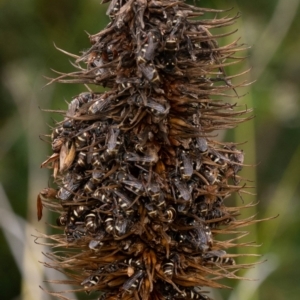 Bembecinus sp. (genus) at ANBG - 5 Jan 2024