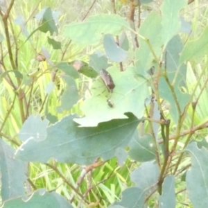 Cermatulus nasalis at Emu Creek Belconnen (ECB) - 5 Jan 2024