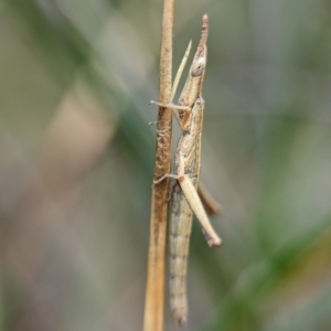 Heide sp. (genus) at Jervis Bay National Park - 31 Dec 2023