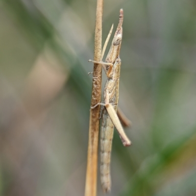 Heide sp. (genus) (A heath matchstick grasshopper) at Vincentia, NSW - 31 Dec 2023 by Miranda