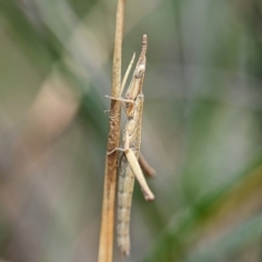 Heide sp. (genus) at Jervis Bay National Park - 31 Dec 2023