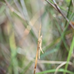 Heide sp. (genus) at Jervis Bay National Park - 31 Dec 2023