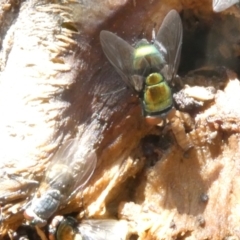 Lucilia cuprina (Australian sheep blowfly) at Emu Creek - 5 Jan 2024 by JohnGiacon