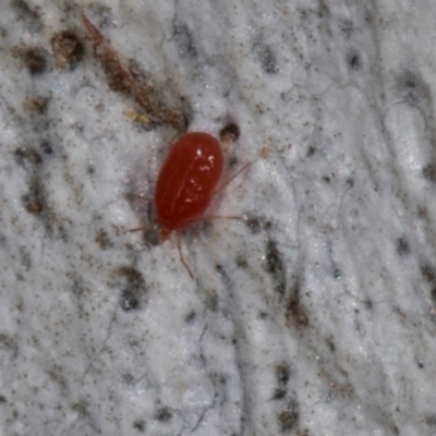 Acari (informal subclass) (Unidentified mite) at Higgins, ACT - 2 Jan 2024 by AlisonMilton