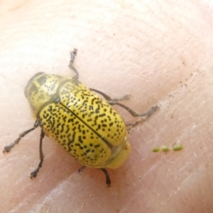 Aporocera (Aporocera) erosa at Emu Creek - 5 Jan 2024