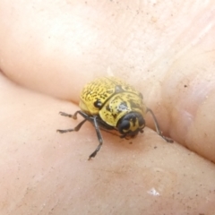 Aporocera (Aporocera) erosa at Emu Creek - 5 Jan 2024