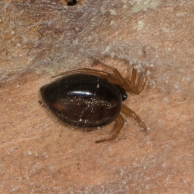 Euryopis umbilicata (Striped tick spider) at Higgins, ACT - 3 Jan 2024 by AlisonMilton