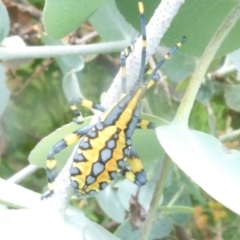 Amorbus alternatus (Eucalyptus Tip Bug) at Flea Bog Flat to Emu Creek Corridor - 5 Jan 2024 by JohnGiacon